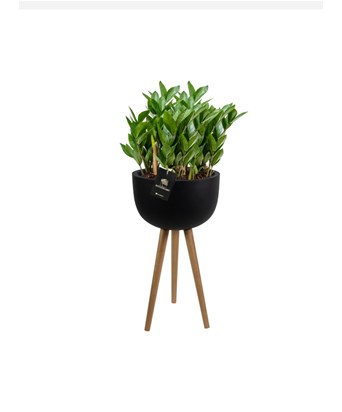 Seperatör Saksıda Zamia Aranjmanı 120 cm